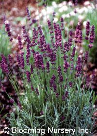 Lavandula angustifolia 'Hidcote Blue'